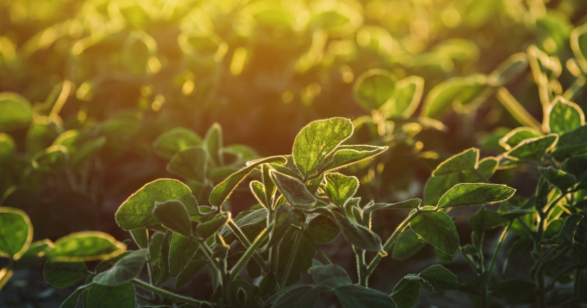 Hero_BX's tweet photo. Incredible. A negative emission #biofuel. RT @MNSoybean Want a fuel that removes toxins from the air? You got it. #MNBiodiesel reduces greenhouse gas emissions by more than 50%. And that makes breathing easier for #Minnesota: https://t.co/HQOQXFGlTX https://t.co/tR8pAHdnht