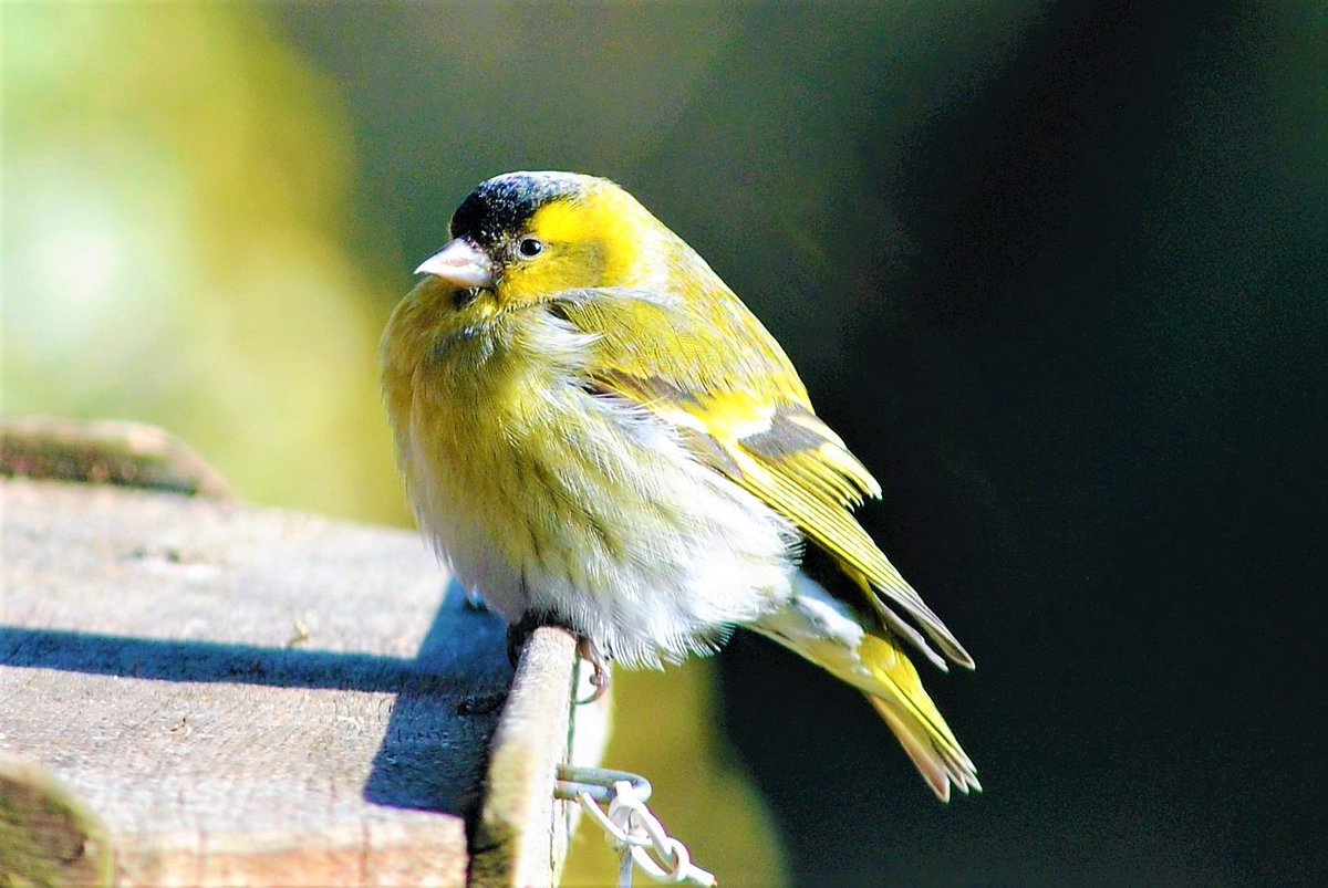 BroomfieldKeith's tweet photo. This stunning siskin was soaking up some last-minute winter sun before the #BeastFromTheEast hits and brings in the snow https://t.co/3hpp8ethJ1
