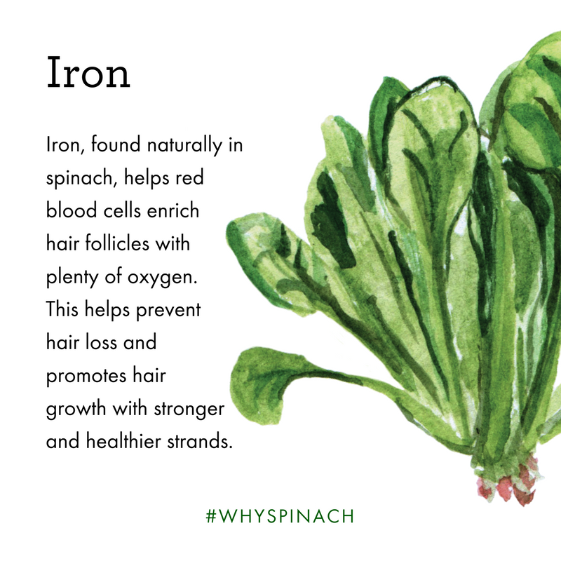 espinachebody's tweet photo. Problems with hair loss or breakage? This is #whyspinach keeps luscious lockes strong and healthy.

#ironbenefits #naturalhaircare #haircare #espinache #selfcare #allnatural #hydratehair #spinach #healthandbeauty #healthcare #botanicalbeauty #crueltyfree https://t.co/nd4qnehpvC