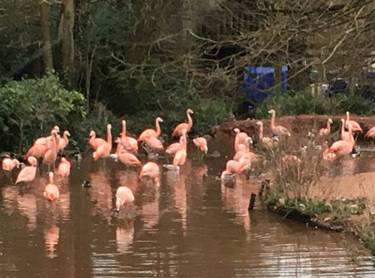 Love <a href="/PaigntonZoo/">Paignton Zoo</a> . The Chilean flamingos completely ignoring the first few flakes of snow.