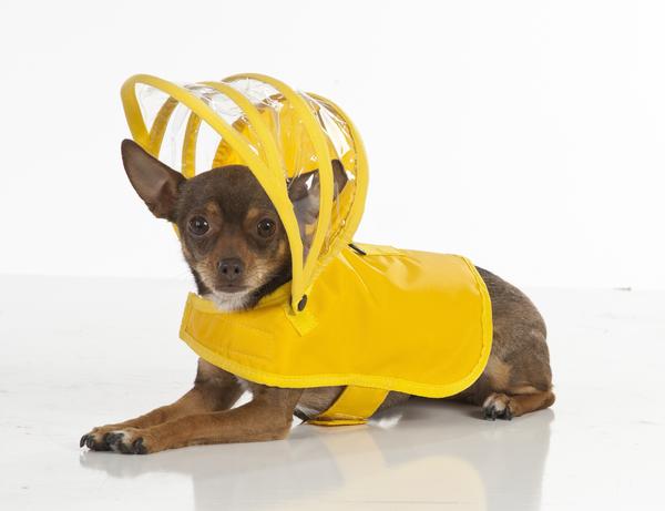 pushpushi's tweet image. Don't you think your #dog would look great in our #yellow jacket!  We have so many colors to choose from: bit.ly/2EmQakG