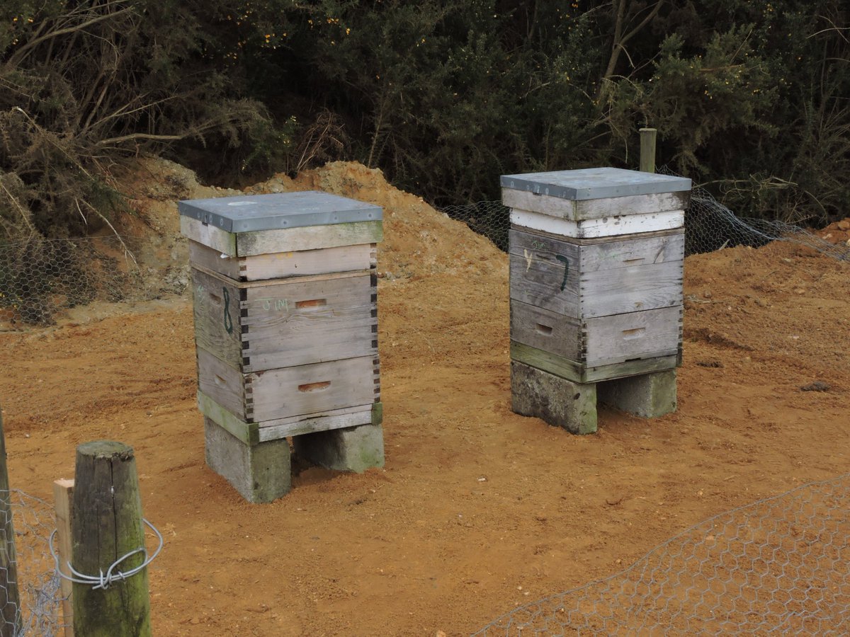 Our beehives have now arrived @PurdisHeathGolf! All ready to go, complete with bee colonies inside. Obtained from a contact that has reduced the number of hives they had. Looking forward to watching development over the year. 🐝🐝🐝#OperationPollinator @Ecology1BIGGA