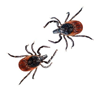 SachemPest's tweet photo. Lyme Disease May Reach Epidemic Levels read more at https://t.co/bvXgbMmypV Contact Sachem Pest Control now for all your pest control needs! #boston #pestcontrol #pestremoval #pesthelp https://t.co/uWubWj2o2T