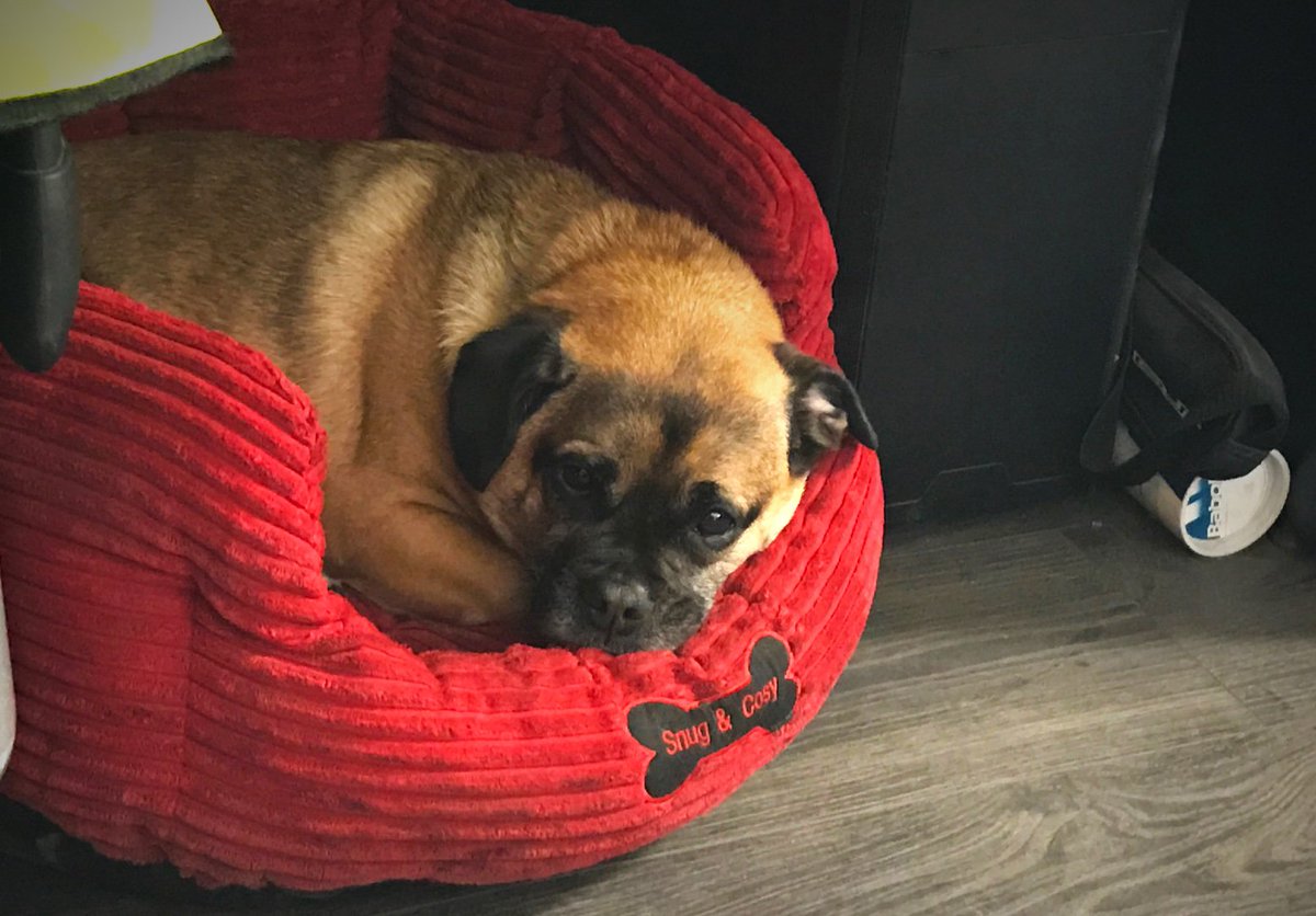 lathamsdoors's tweet photo. Anyone else feeling like Henry after today? We've been working hard on our new website so it's no wonder he's tired out! https://t.co/5fC1dVCRDM #MondayBlues #MotivationMonday #SteelDoors #officedog #jug #pug #madewithsteel #securitydoors #newwebsite #westmidlands https://t.co/oW6U8xnTdu