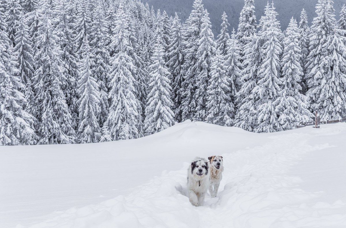 21MilioaneRO's tweet photo. Prietenie pe Rarău
Foto: Cătălin Urdoi
#21milioane #romania #iarna #peisaje #canini #munte https://t.co/rdt3FN7CEH