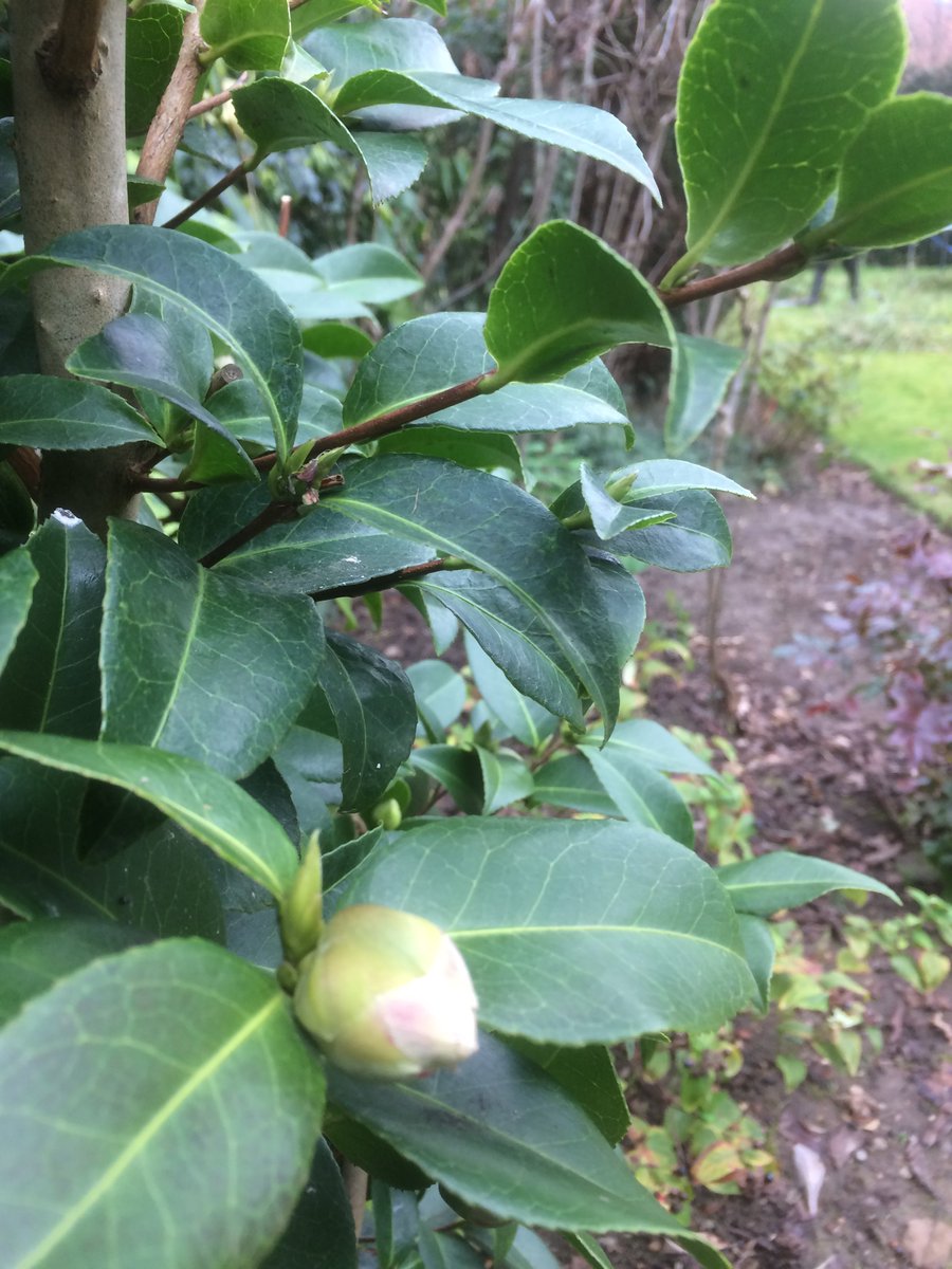 RedRoseServices's tweet image. Some early signs of spring ahead of a great British snow crisis. You ready?