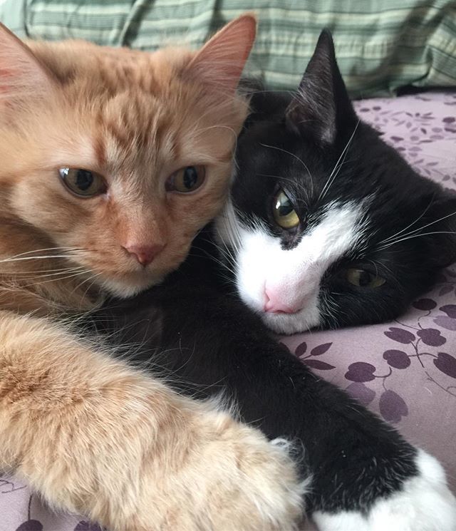 LovingInTheNOW's tweet photo. These two are a constant source of joy 😍 https://t.co/kvjXuufYyR https://t.co/NIdeCU9UhZ