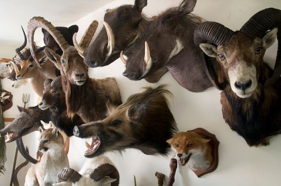 From the <a href="/jewniverse/">The Jewniverse</a> article: "Tucked away in a brownstone in the Brooklyn shtetl of Borough Park is a family-friendly attraction of almost Biblical proportions: Torah Animal World, or the 'spiritual taxidermy center' of New York City." -- buff.ly/2EK9t7R