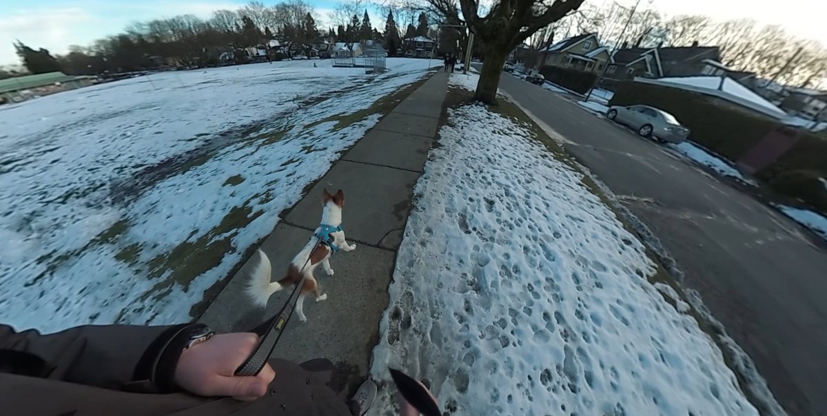 gpeters's tweet photo. Come for a Virtual Reality dog walk with me and Buster in this short 360 video. https://t.co/wCQo42hXAL Love for Buster!! #360video #YI360 #YI360VR #360camera #vancouver #VR #cutedogs #vanpoli https://t.co/AXVAWMZVER