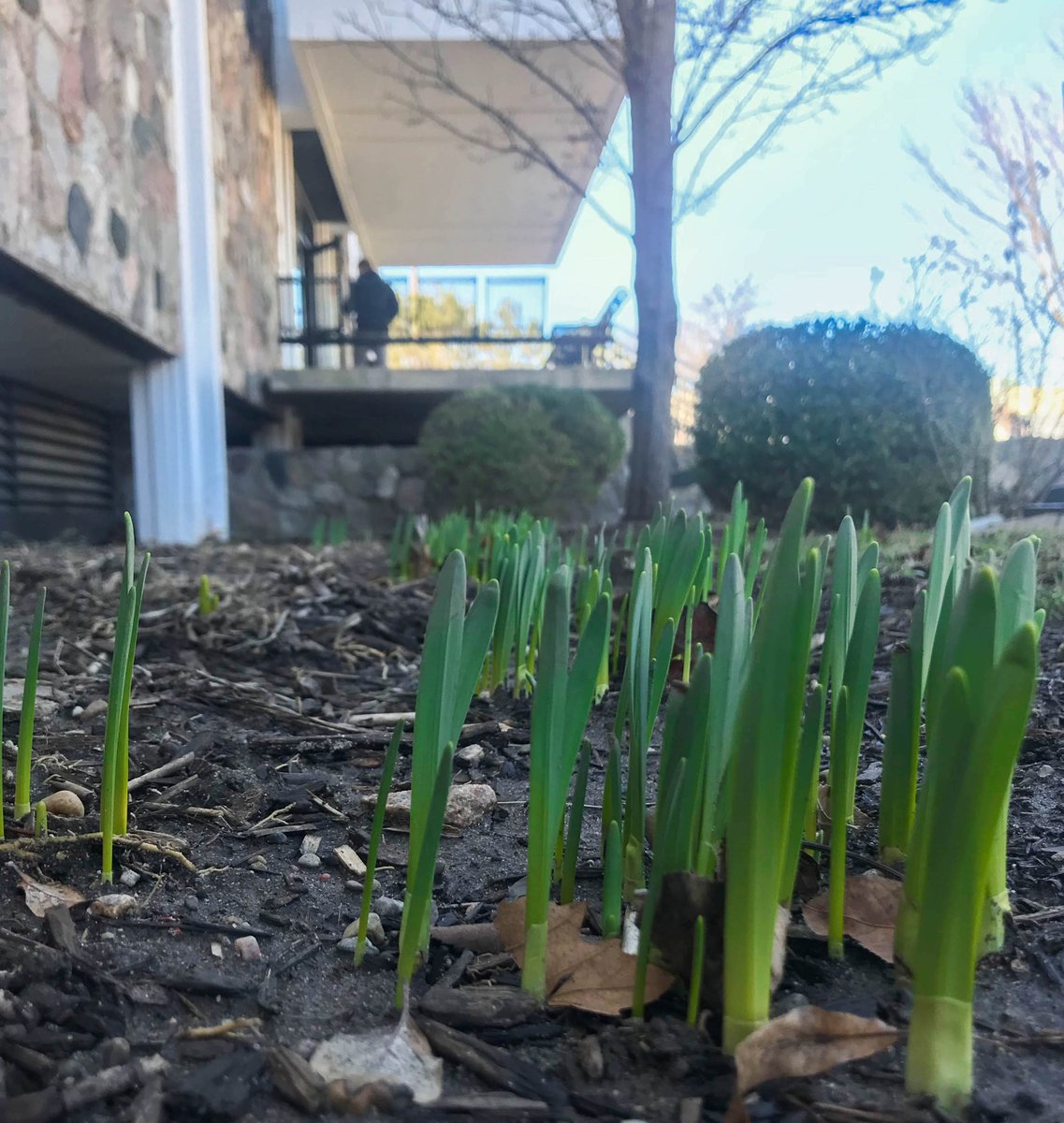 GVSU's tweet image. Signs of spring spotted by Lake Superior Hall. 🌷