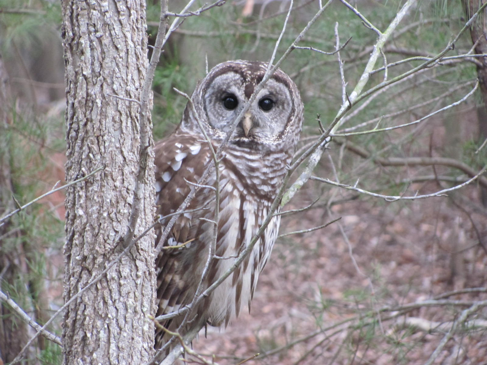 Wildlife Habitat on Twitter "Photo of the week! A barred owl is