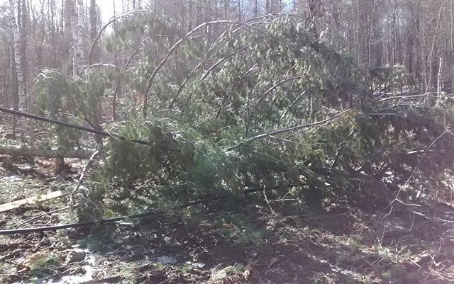 boottrackmaple's tweet image. That's a bit of a problem. Wind damage from yesterday. #vermontmaplesugaring #vermontmaplesyrup #vermontmaple #vermont #outdoors #boottrackmaple ift.tt/2BQqzCo