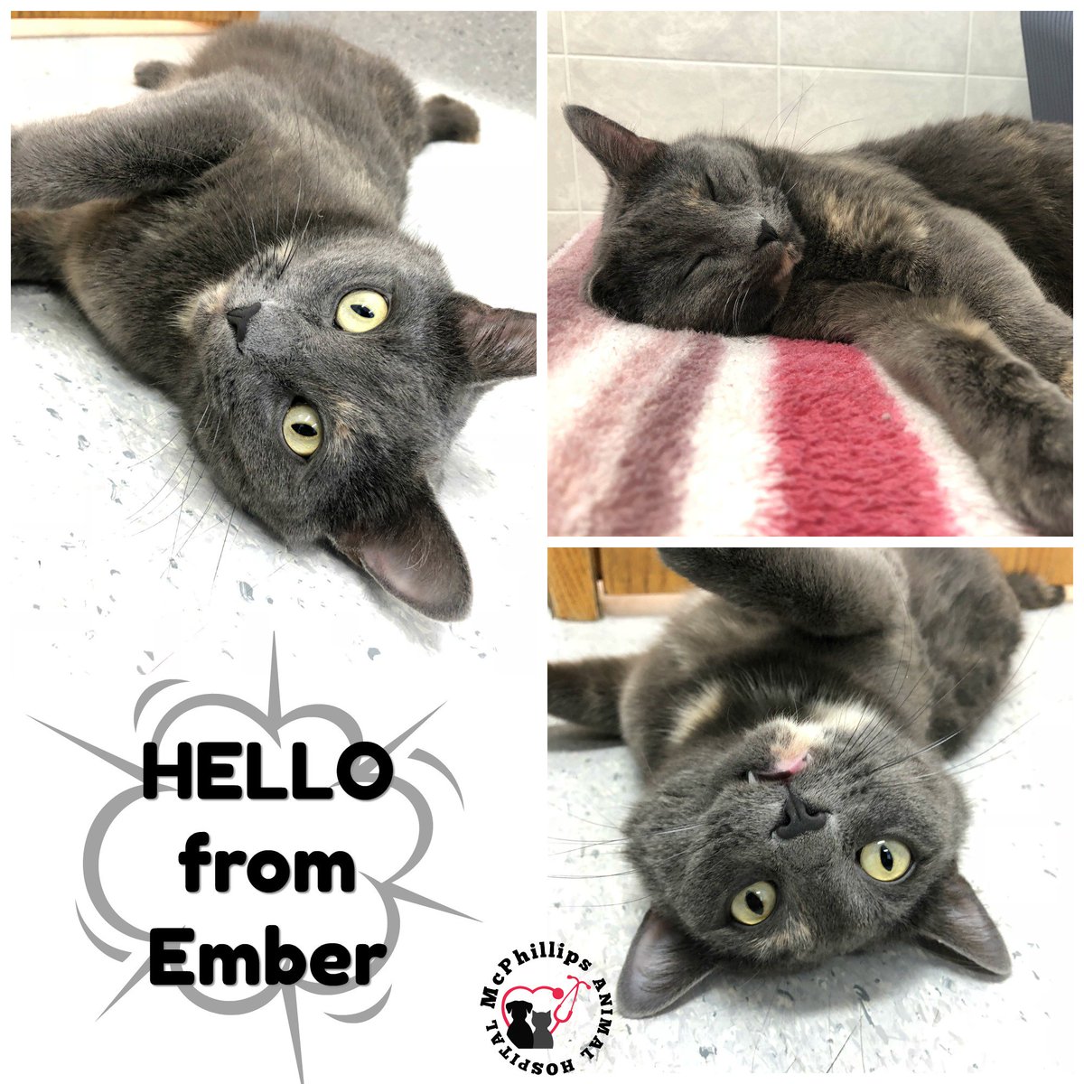 McPhillipsVet's tweet photo. Hello from Ember! She is still here, waiting to find a family to call her own. She's just a sweetheart -- so loving! If you know someone who is looking to add a feline to their family, tag them in this post!
#MeowMonday #AdoptThisCat #mcphillipsanimalhospital #catlove https://t.co/WsQiYeKcXA