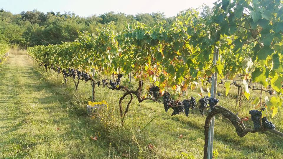 MUERFood tweet media