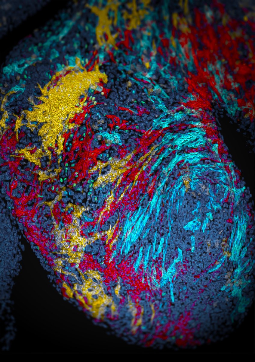 Steffen Rulands tweet media