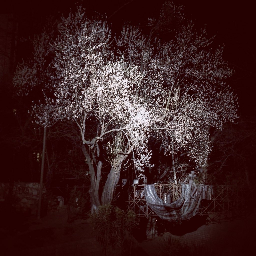 #springcoming #spring #coming #flowers #mziuri #მზიური #mobile_photography #tbilisi #georgia #26february #nightlights #lashakuprashvili 📷🌸🌳