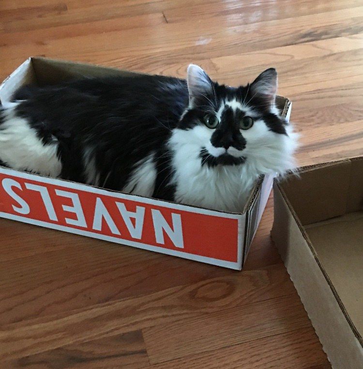 PurrrfectlyH's tweet image. Woman Refuses to Give Up on #Kitten Barely Recognizable, His #Transformation in These Amazing Photos! buff.ly/2F6E9DJ #catlovers #cats #rescued #fostering #lucky #new family #happyending