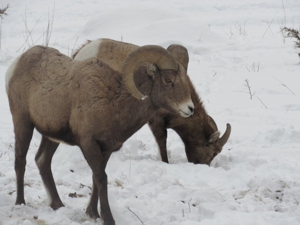 Coldwell Banker Antlers Realty (antlers_realty) Twitter