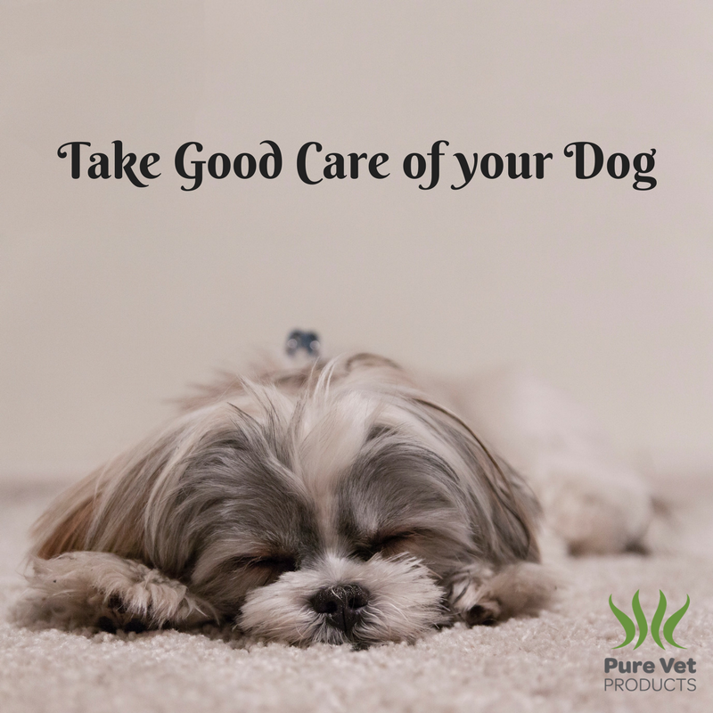 PureVetProducts's tweet photo. Dried seaweed can be fatal for dogs. When seaweed dehydrates it shrinks to a fraction of its size. Seaweed absorbs water in the gut and block the intestine, causing a rupture which releases digestive acids in the body. 

Read our full blog post on this at 
https://t.co/WePNQymaFm https://t.co/57M0oXkDZb