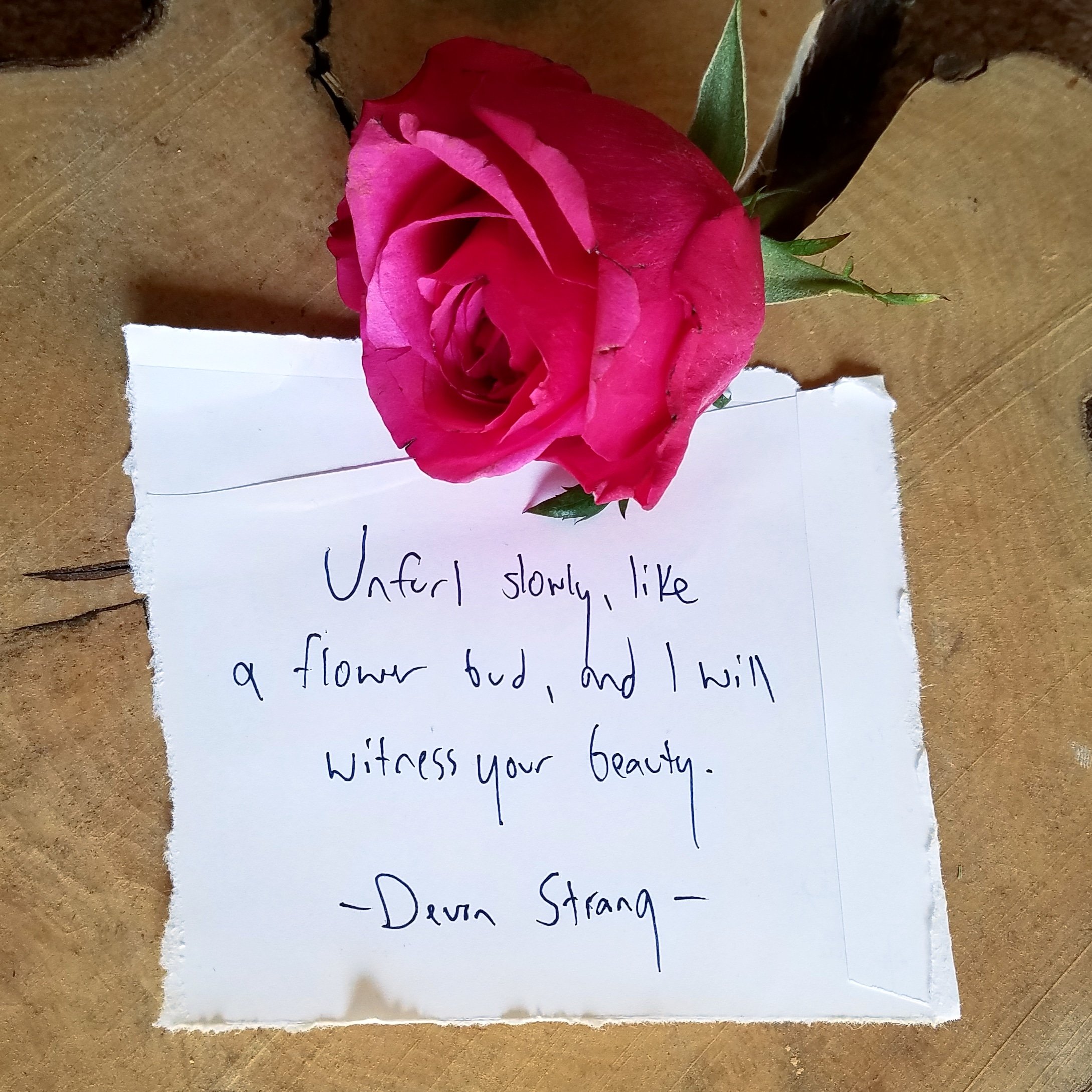 Devon Strang on X: "Daily Haiku 934. (c) Devon Strang "Unfurl slowly, like  a flower bud, and I will witness your beauty." #haiku #dailyhaiku  #devonstrang #spilledink #poet #poem #poetry #write #writer #writing #