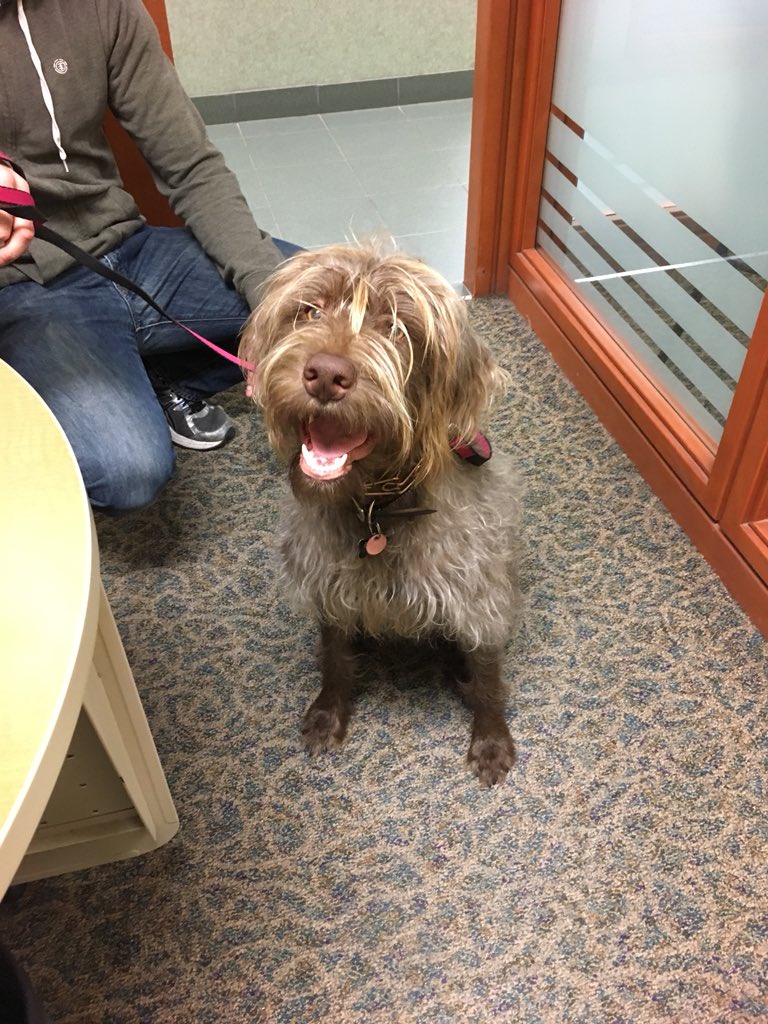 kat_lowry's tweet photo. Saturdays are made better by four legged customers #toocute @MissCanadaPlus https://t.co/JesrMfuGoi