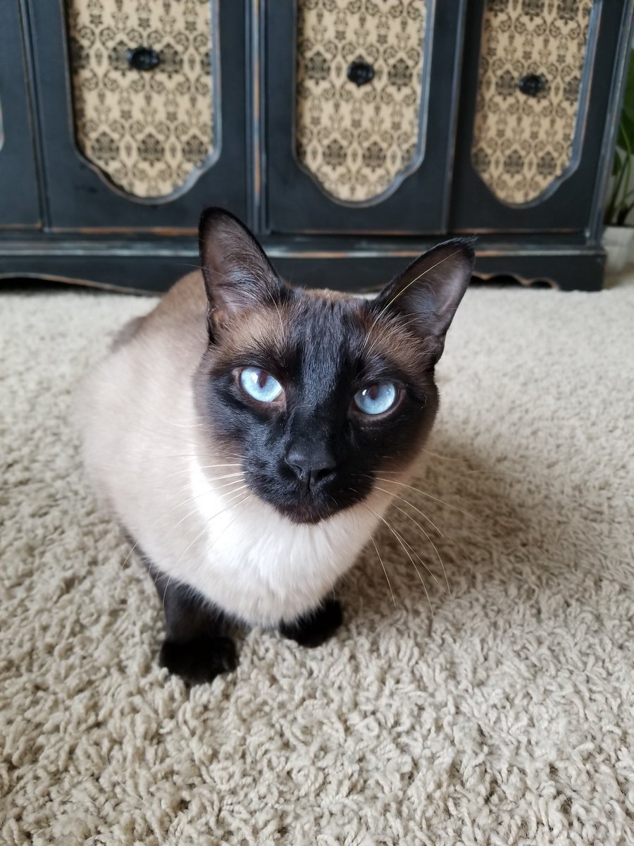 GrapplingDads's tweet photo. Play with me or death becomes you! #cat #mrbinx https://t.co/IalGzGZXXk
