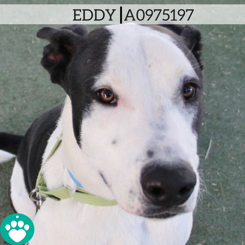 animalfndlv's tweet photo. Eddy loves to chew on toys. He's a mellow pup who's social with all of his friends. He was surrendered because his previous owner had no time to spend with him. Eddy fits in perfectly with a patient and loving family. More: https://t.co/Yo1iGzYCBQ #animalfoundation https://t.co/UiKiKw1Dfn