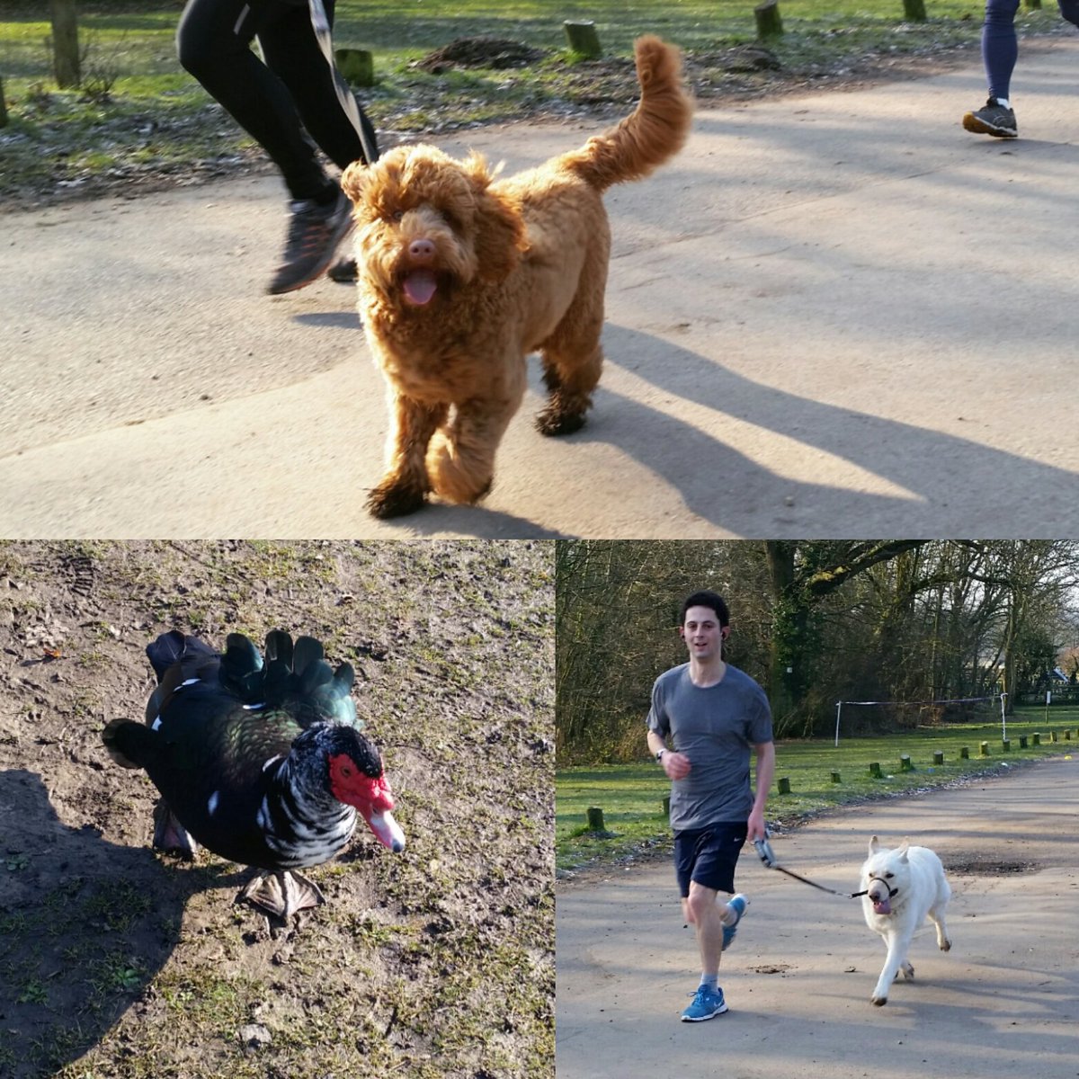 Animal magic at the lake this morning. Check out FB for album #141 now live. Meanwhile a couple of our lovely dog participants and a mystery spectator. Can anyone throw light on this turkey/duck type? We're baffled! #parkrunday #scenes Pics > facebook.com/aldenhamparkru…