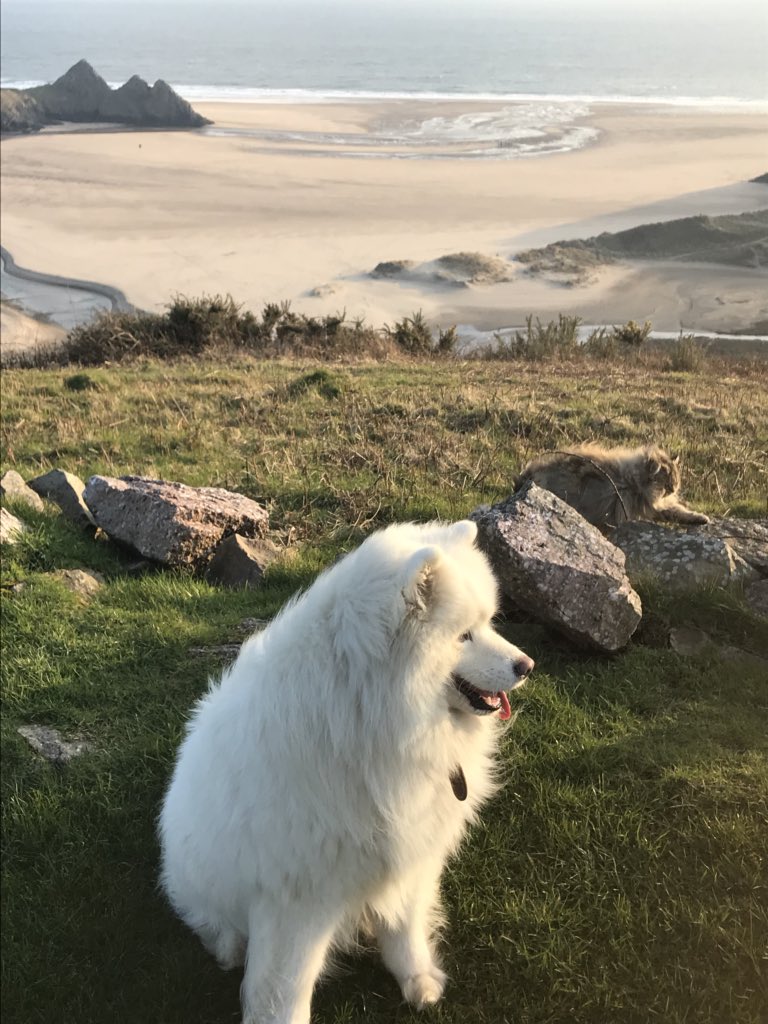 threecliffsbay's tweet photo. Cats admire the stunning view of @threecliffsbay just as much as dogs ! https://t.co/KVJzsSAwQy