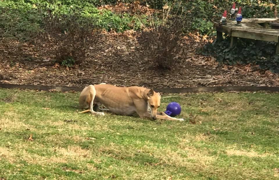 SaveASighthound's tweet image. “You disappoint me, #jollyball.” -love, Kyle #LeSigh #greyhounds #Adoptable @JollyPetsInc #rescuedog #dogs