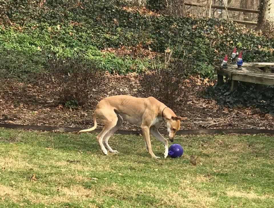 SaveASighthound's tweet image. “You disappoint me, #jollyball.” -love, Kyle #LeSigh #greyhounds #Adoptable @JollyPetsInc #rescuedog #dogs