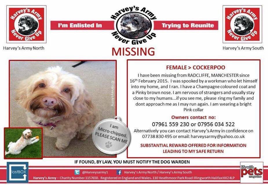 Mollie the Pug tweet media