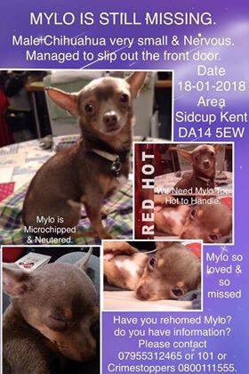 Mollie the Pug tweet media