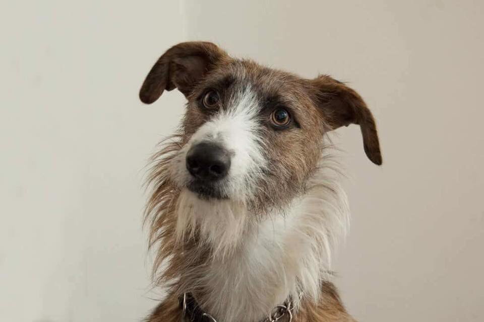 Mollie the Pug tweet media