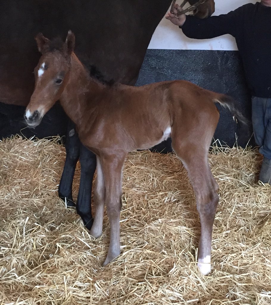 Pmolony1Peter's tweet photo. 4:30 am arrival this morning! Another lovely @IrishNatStud Invincible Spirit filly!! Mum Gertrude Versed. Well done Gertrude!!! #springlodge https://t.co/3kcGrbGFU5