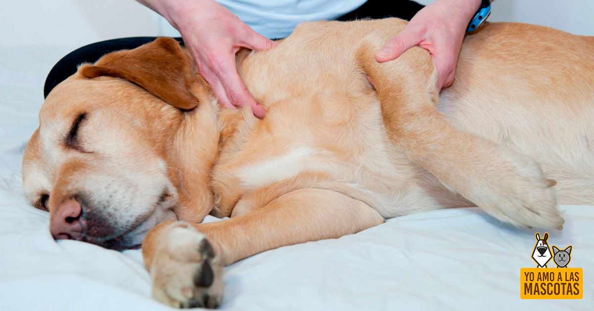 Descubre la #fisioterapia animal y cómo ayuda a tu #mascota buff.ly/2EOOssv