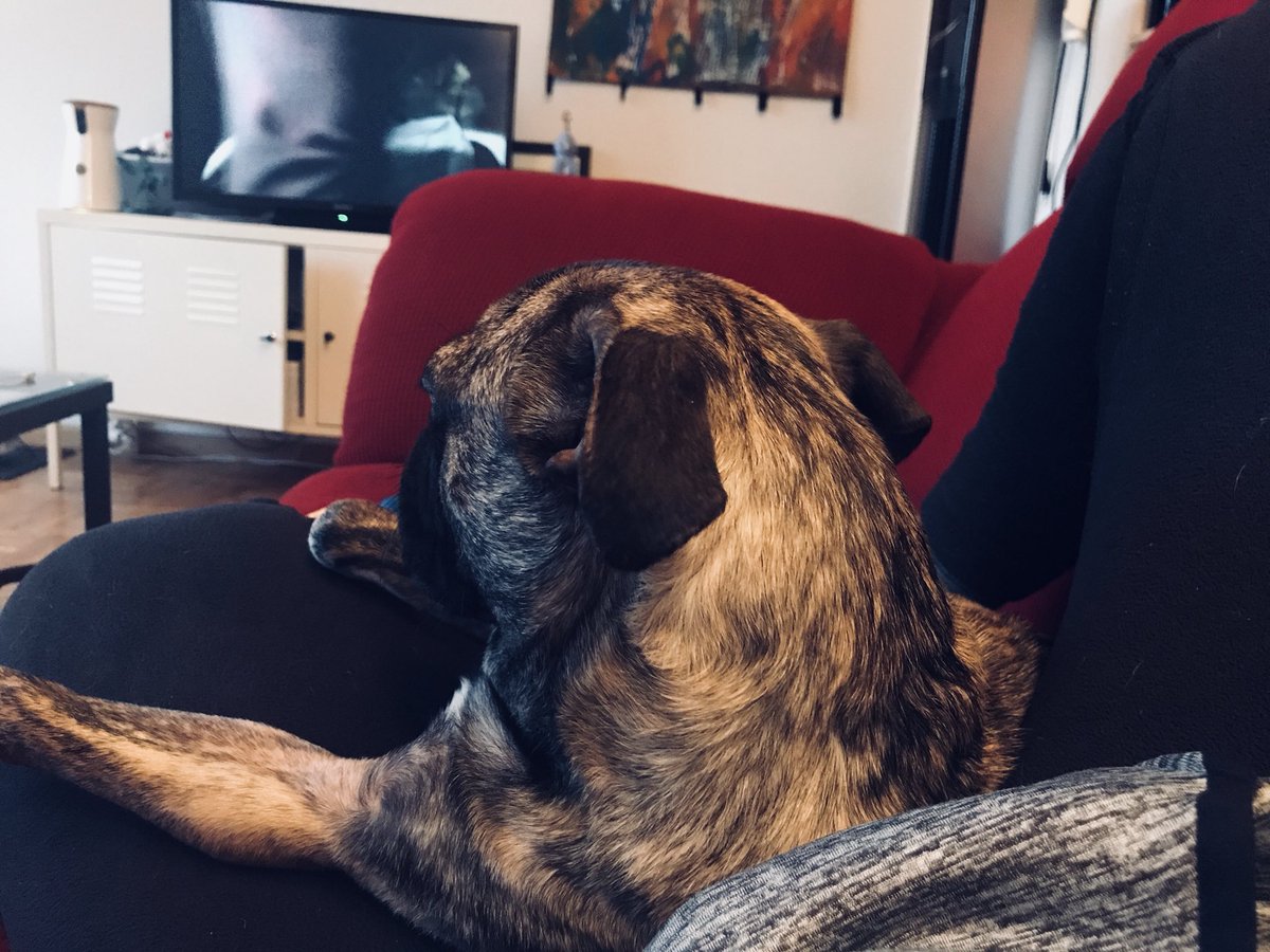 ReshAdatia's tweet image. Well, as long as he’s comfortable right? #NetflixandChill #SpoiledDoggo @netflix