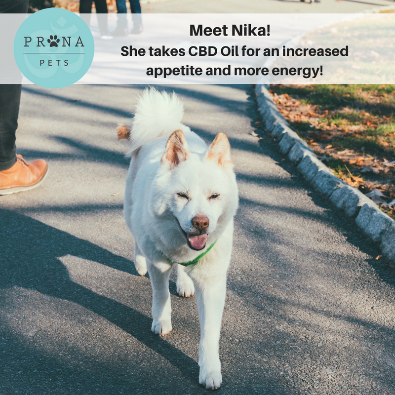PranapetsFans's tweet photo. "My 10 year old Siberian Husky was eating very little and was lacking energy. Her appetite increased within two days of taking CBD Oil, and it was back to normal by the end of the first week. Now she is like a puppy again. Thank you Prana Pets!" https://t.co/gJXIZWbcxW