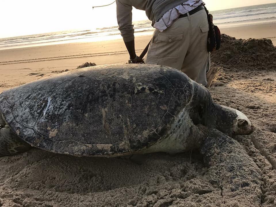 GreenWWarriors's tweet photo. We are digging graves for our turtles. Many reports of death turtles along the Gambian coast are an indication of how overfishing and Chinese fishmeal factories are destroying our wildlife @BarrowPresident #wildlife #gambia #newgambia @Fatushow @grtsofficial @gambia @seashepherd https://t.co/SNJTzwOXj8