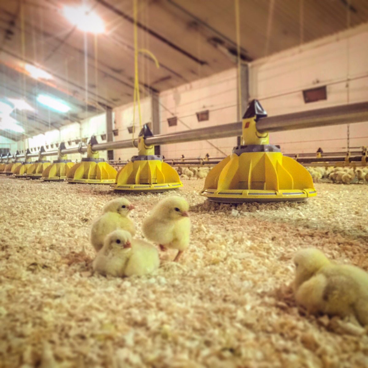 Gezocht: medewerker m/v voor ons pluimveebedrijf #parttime #passionforpoultry 

facebook.com/emmeke.verburg…