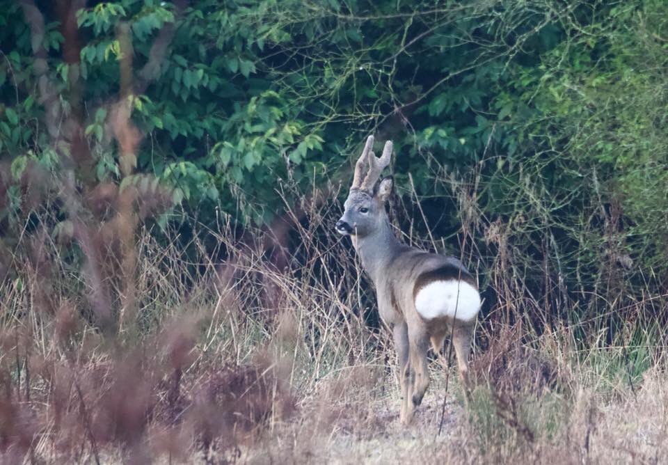 kpwb32's tweet photo. Spotted this beauty on my walk this morning in the Highroyds grounds. So lucky to live so close to the countryside #Yorkshire https://t.co/9BhJY23QIZ