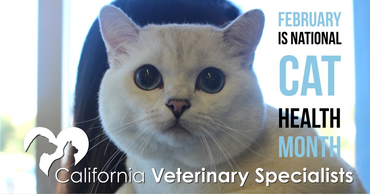 CalVetSpec's tweet image. In honor of National Cat Health Month, a special shout out to Coffee Cat who battled lymphoma and is now in remission. Be sure and read his story to learn more about our Angel Care Cancer Center ow.ly/lVMm30ixHMj