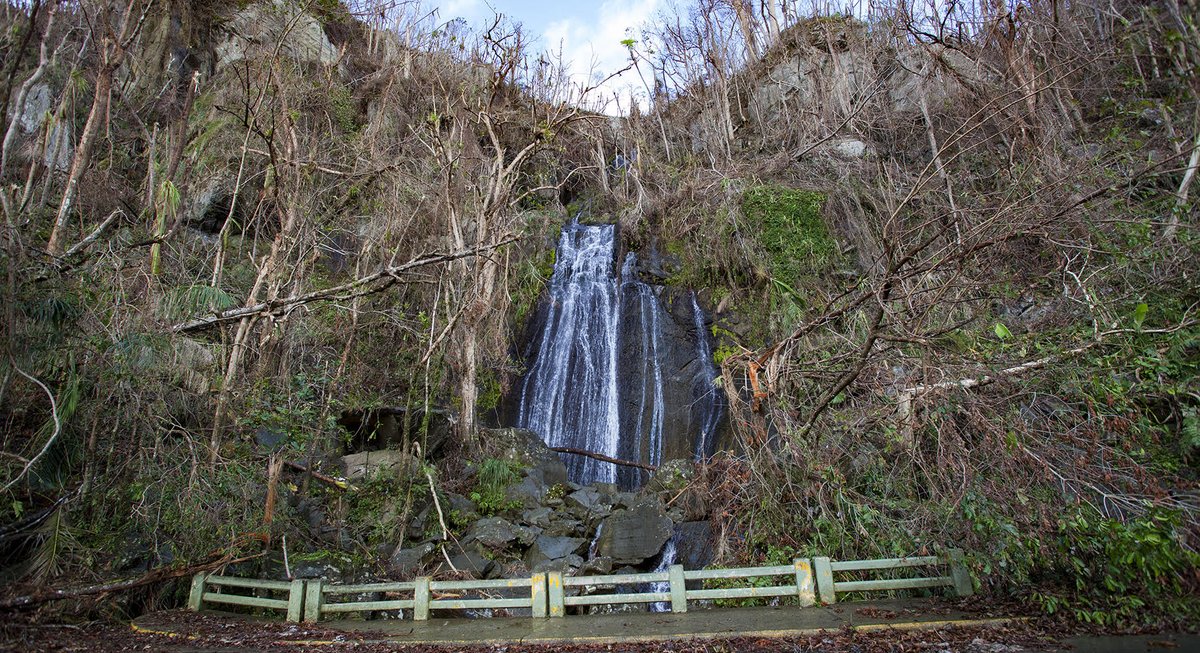 ElYunqueNF's tweet photo. La Coca Falls, #ElYunqueNF, over time. The photo on the left was taken on Feb. 13, 2018. The photo on the top right was taken in May 2016. The photo on the bottom right was taken two weeks after Hurricane Maria hit in Oct. 2017. (Photos on the right courtesy of Jerry Bauer, IITF) https://t.co/abUkWd8x9y