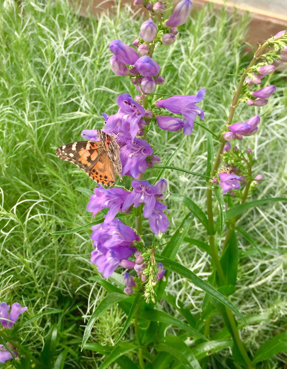 ColoradoNPS's tweet photo. #PollinatorSaturday Rocky Mountain #Penstemonstrictus w/painted lady butterfly #Vanessacardui at @botanic Chatfield Farms @B_flyPavilion Pic by @jenbousselot Attract butterflies by getting your own #ColoradoNativePlants on the #CoNPS Plant Sale https://t.co/Qb3ANa0dOw https://t.co/kVwVqEnYaB