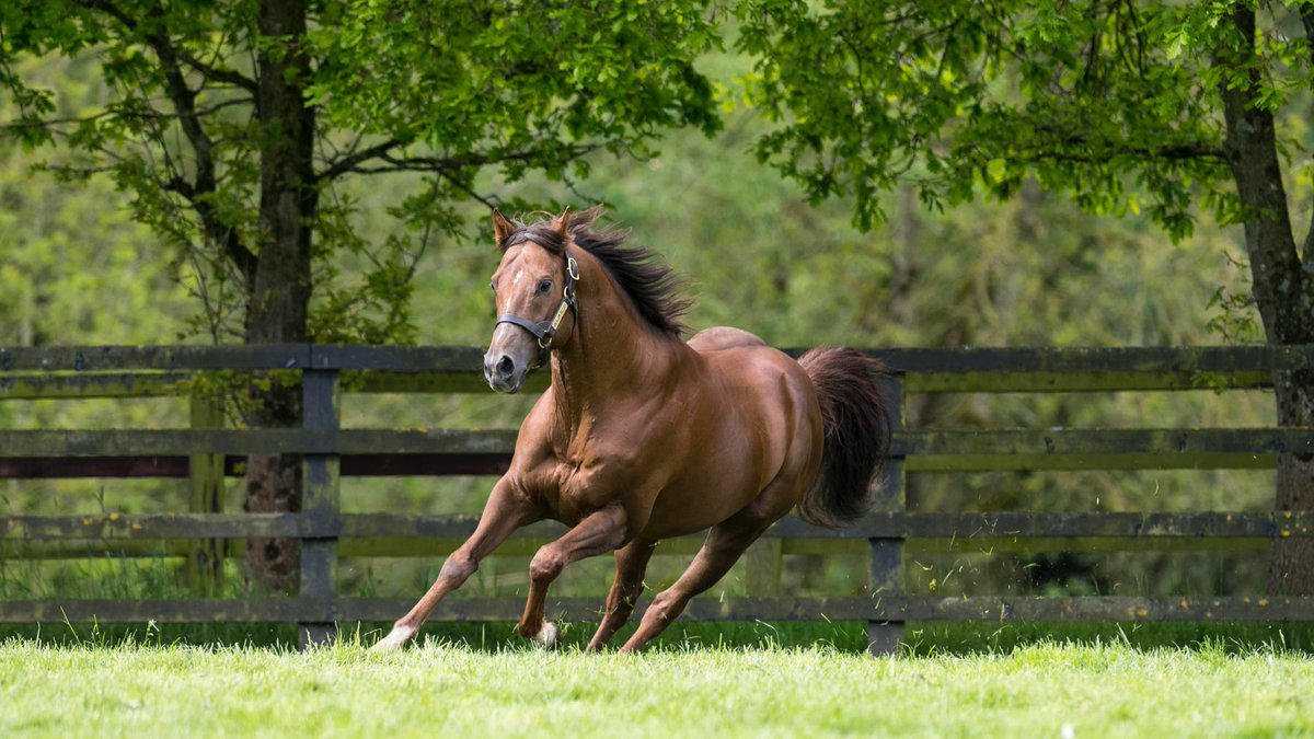 IrishNatStud's tweet image. It’s a double for Dragon Pulse today #thewinnerskeepcoming #trainersdream #ownersdream #breedawinner !