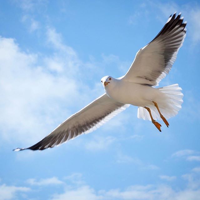 Seagull, sees you [!] ift.tt/2EREbvX
