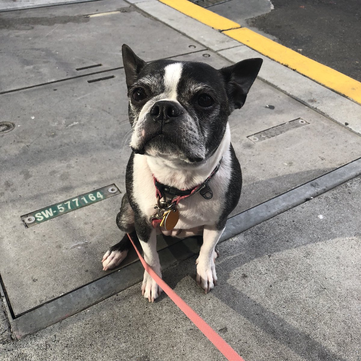 dog sitting on sidewalk