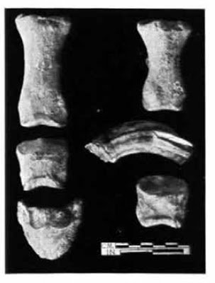 Even more inconvenient was when in 1970-1972 a team led by the archaeologist AK Sharma working in Surkotada declared that they had discovered the remains of Equus caballus Lin-The TRUE horse. It was a momentous day for India. But the Muellerian gang was enraged & ganged up on him