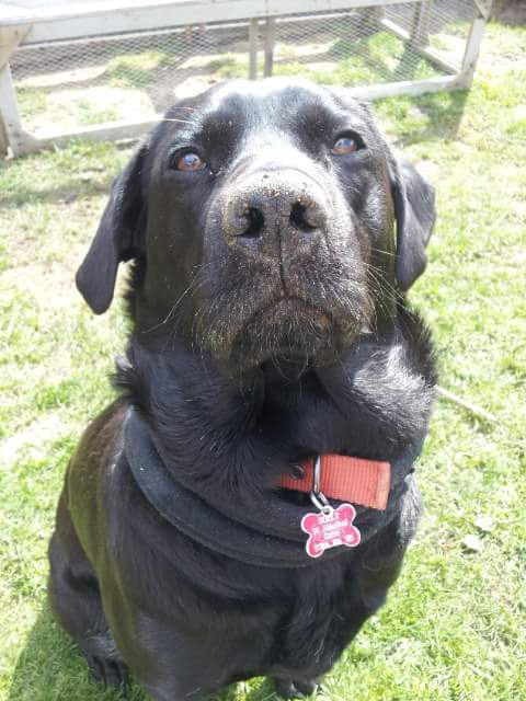 On All Fours - Dog Walking Service, Doncaster tweet media