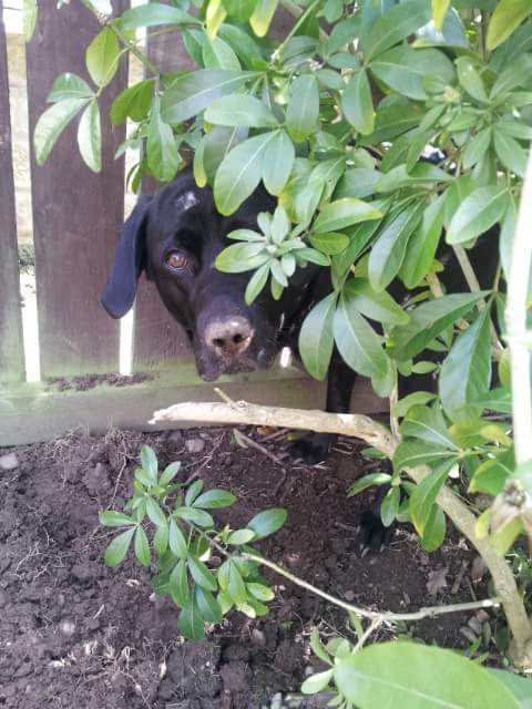 On All Fours - Dog Walking Service, Doncaster tweet media